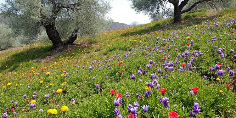 découvrez une randonnée unique à reynès mêlant exploration botanique et géologique, jusqu’à l’oratoire de galangau à montferrer, entre nature et patrimoine.